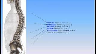 06The Skeleton2Axial Skeleton Anatomy Intro Dr Ahmed Kamal [upl. by Airuam]