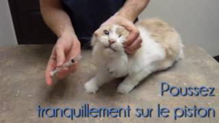 Administration de médicaments liquides chez le chat [upl. by Hannaj]