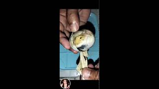 Balut egg embryo Philippines most known exotic food viral egg eggcooking [upl. by Lanta]