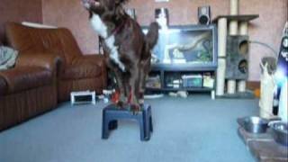 Dogs Stool FUN [upl. by Anilat640]