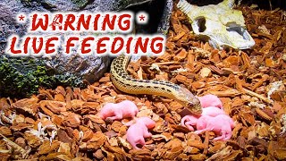 Gopher Snake Eats 6 More Pinkies Mice  WARNING LIVE FEED [upl. by Uoliram515]