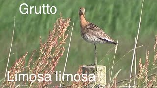 herken de grutto Black tailed godwit Limosa limosa [upl. by Nevada]