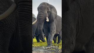 Loxodonta africanaafricansafari wildlife animals [upl. by Anelet]