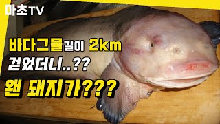 바다그물 2km 건졌더니 왠 돼지가with 힛뜨TV 헌터팡 물메기잡이 어부 cubed snailfish l grassfish l Mukbang [upl. by Sumner604]