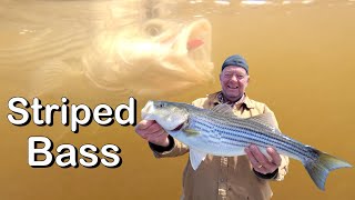 Striped Bass Fishing 2023 Miramichi River New Brunswick [upl. by Wakeen]