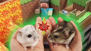 Hamsters Escape Minecraft Maze with Traps Challenge Who is the winner [upl. by Joliet423]