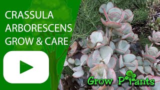 Crassula arborescens  grow amp care Silver jade [upl. by Hluchy]