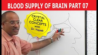 Blood Supply of Brain  Circle of Willis  Part 711 [upl. by Aiyotal]