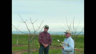 Pistachio Pruning amp Training  Years 3 to 5 [upl. by Nomar]