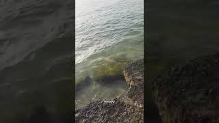 Lets Enjoy shorts viral fyp sea wavesounds nature [upl. by Euqnomod416]