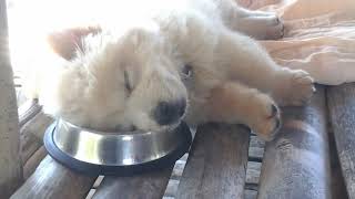 Puppy Sleeping in his Food Bowl [upl. by Hasina842]