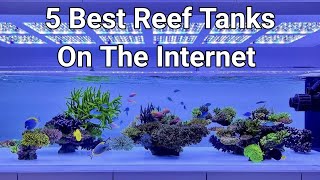 5 Best Reef Tanks On The Internet [upl. by Ern146]