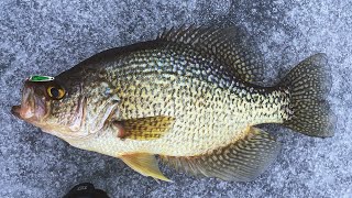 Ice Fishing with Vexilar FLX12 Genz Pack Slabs [upl. by Rybma]