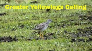 Greater Yellowlegs Call Video Bird Sounds of Eastern North AmericaYellowlegs in Northern Ontario [upl. by Granthem]