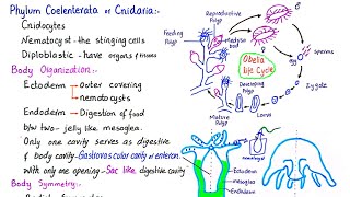 Phylum Coelenterata  phylum Cnidaria  General characteristics of phylum Cnidaria  class 11 [upl. by Levitus]