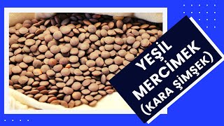 YEŞİL MERCİMEK YEMEĞİ TARİFİ  ERİŞTELİ  KARA ŞİMŞEK NASIL YAPILIR Yemek tarifler By Ferih [upl. by Reahard]