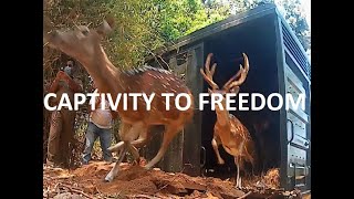 CAPTIVITY TO FREEDOM  DEER TRANSLOCATION FROM BHANJAVIHAR TO LAKHARY [upl. by Allak]