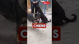 Voici Kyra et Hoppy 2 des chiens à adopter à SPA Genève parmi tous ceux présentés dans notre vidéo [upl. by Eynttirb]