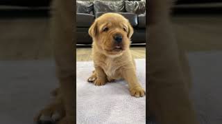 Fumbly Fox Red Labrador Puppies Start Walking 🥹🥰🐶🐾 pets doglover labrador shorts [upl. by Ternan]