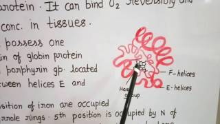 Structure of Myoglobin [upl. by Retsev815]