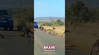 Alpha Baboon Protects Tribe From Leopard [upl. by Nayb]