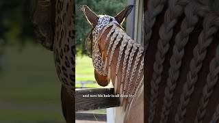 Hair Care Routine On The Rodeo Road equestrian barrelracing horses [upl. by Gore741]