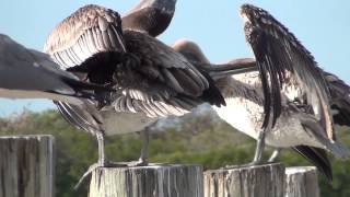 Pelican Oil Glands amp Preening [upl. by Hi375]