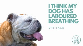 Q I think my dog has laboured breathing │ Twin Trees Vet Talk FREE VET ADVICE PODCAST [upl. by Nomal]