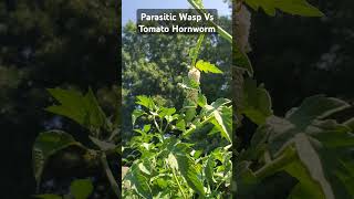 Parasitic Wasp Vs Tomato Hornworm gardening gardeningtips organicpestcontrol [upl. by Ennylcaj402]