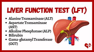 Liver Function Tests LFTs  liver function test interpretation  Animation  MultiLanguages [upl. by Haig792]