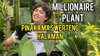 MILLIONAIRE PLANT DADAMI DAW ANG PERA MO SA HALAMAN NA ITO [upl. by Lerud]