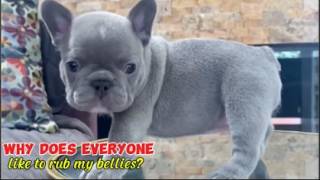 Tiny Frenchie says everyone loves to rub his belly Its weird [upl. by Rodolph]