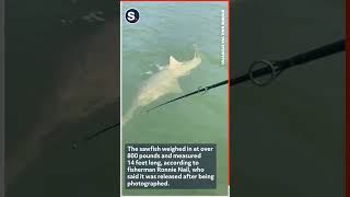 Fisherman Catches and Releases Massive Endangered Sawfish [upl. by Lanita172]