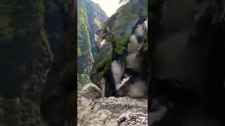 top biggest landslide mugu landslide viral shortstravel [upl. by Sesiom]