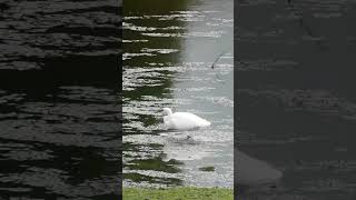 Es difícil grabar aves garceta en río Lérez Galicia shorts birdwatching naturaleza spain [upl. by Glynias584]