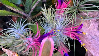 Pollinating Tillandsia ionantha  Air Plant Pollination [upl. by Ronda]