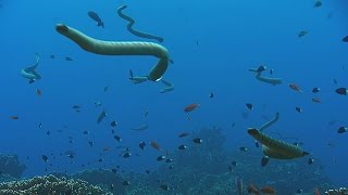 The adaptations of sea snakes  The Wonder of Animals Episode 11 Preview  BBC Four [upl. by Emelun155]