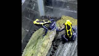 仲良く ヤドクガエル Dendrobates tinctorius Azureus  POISON DART FROG shorts shortsvideo shortsfeed [upl. by Mayman]