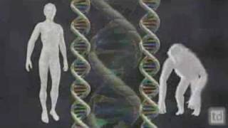 Ken Miller Human Chromosome 2 Genome [upl. by Onaicnop]