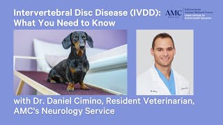 Intervertebral Disc Disease IVDD Diagnosis Treatment and Prevention [upl. by Parker]