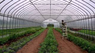 Planting organic tomatoes in the greenhouse [upl. by Dippold190]