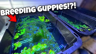 Guppy Breeding Farm Cheap DIY [upl. by Juana]