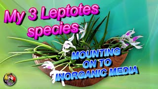 My 3 Leptotes species  some flowers amp mounting or potting inorganic media [upl. by Zerat720]