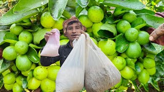 Combinación de abonos mas poderosos para que tu limonero cuaje todo el fruto [upl. by Zoa255]