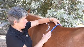 How to do a Gullet Template for Saddle Fitting [upl. by Schonthal]