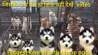 Cheapest Dogs price In India  labrador Retrievers jarman pug shih tzu  All India delivery [upl. by Creighton]