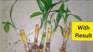 Reviving dying lucky bamboos with RESULT 🌿How to save a rotting bamboo plant🌱Lucky Bamboo in soil [upl. by Philcox]