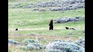 Grizzly Encounter with Mother and 5 Cubs  Yellowstone National Park [upl. by Walters]