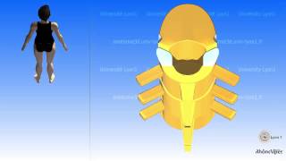 The thoracic vertebra and the mobility of the thoracic region [upl. by Einiffit]