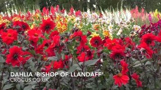 Dahlia Bishop of Llandaff [upl. by Ynahpit]